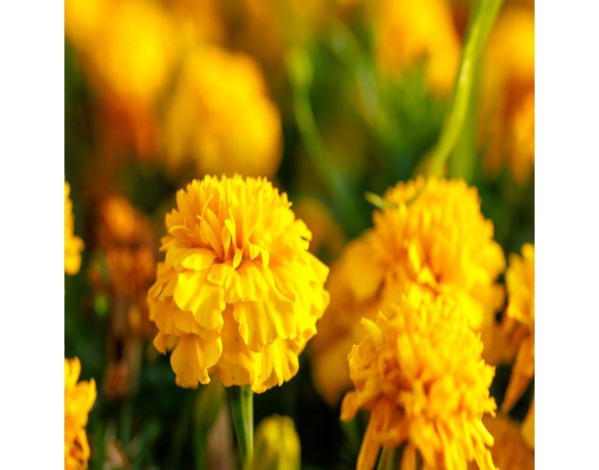 Embracing Life After 50